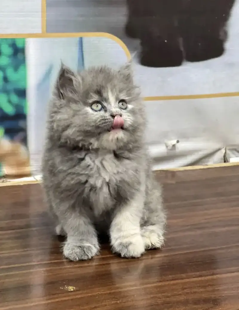 Pure Persian blue eye triple coat kittens — photo 10