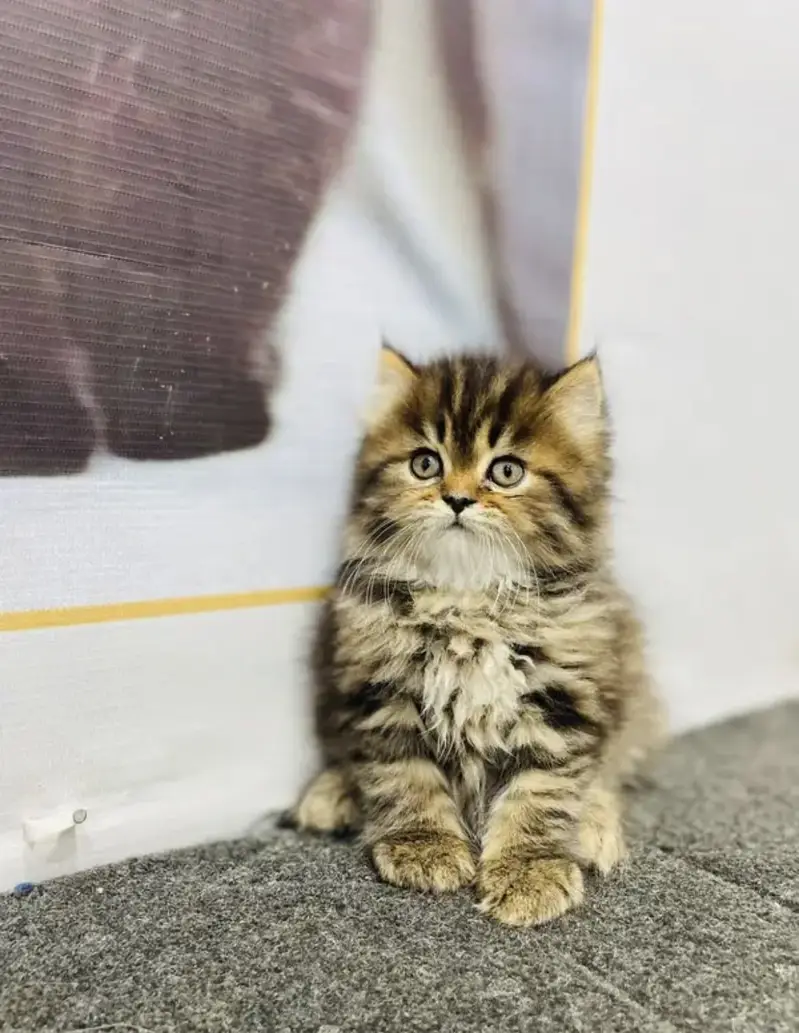 Pure Persian blue eye triple coat kittens — photo 11