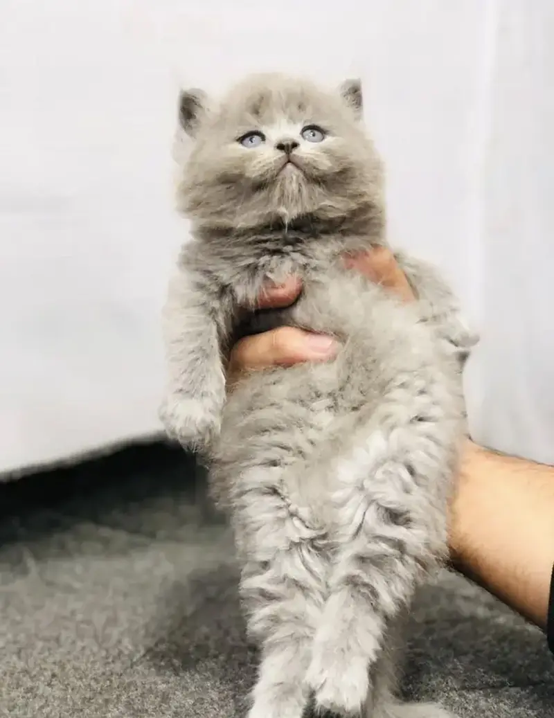 Pure Persian blue eye triple coat kittens — photo 12