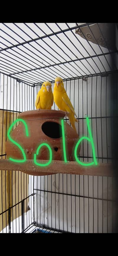 Lotino Red eye Budgies Pair