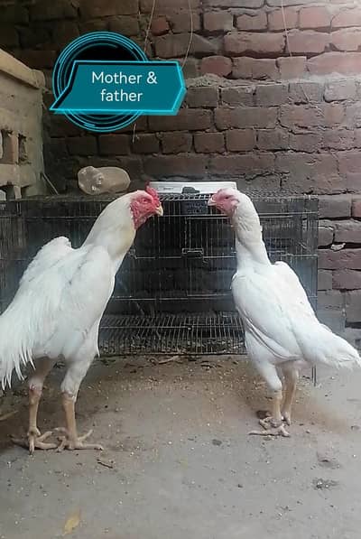 paper white shamo 3338443002