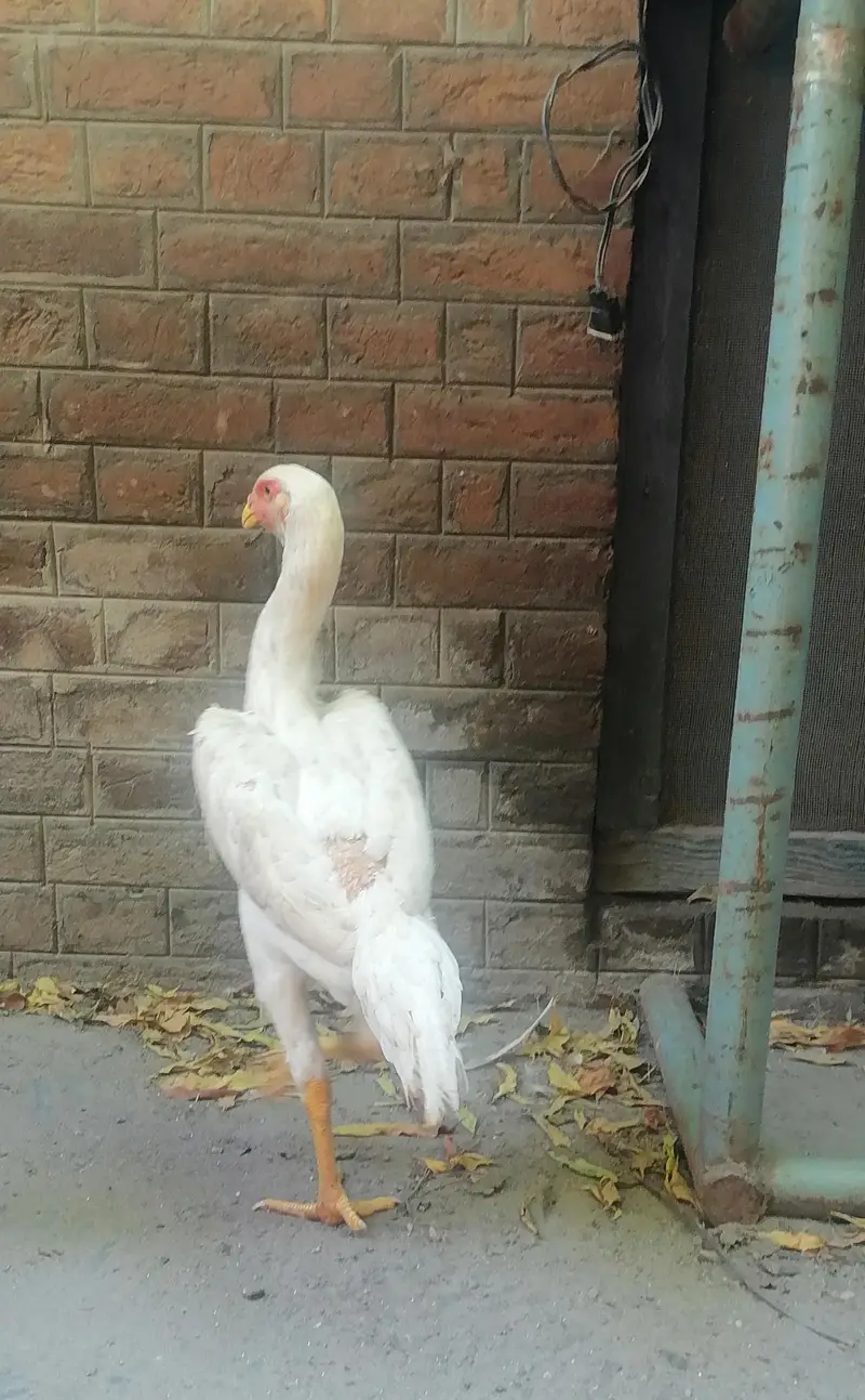 paper white shamo 3338443002 — photo 4