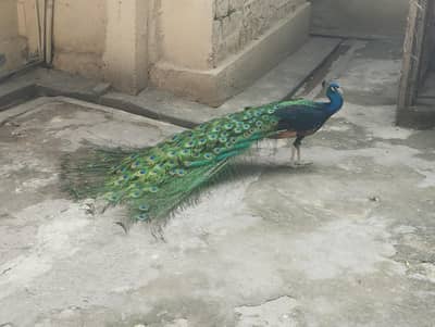 4 years old Male Black Shoulder