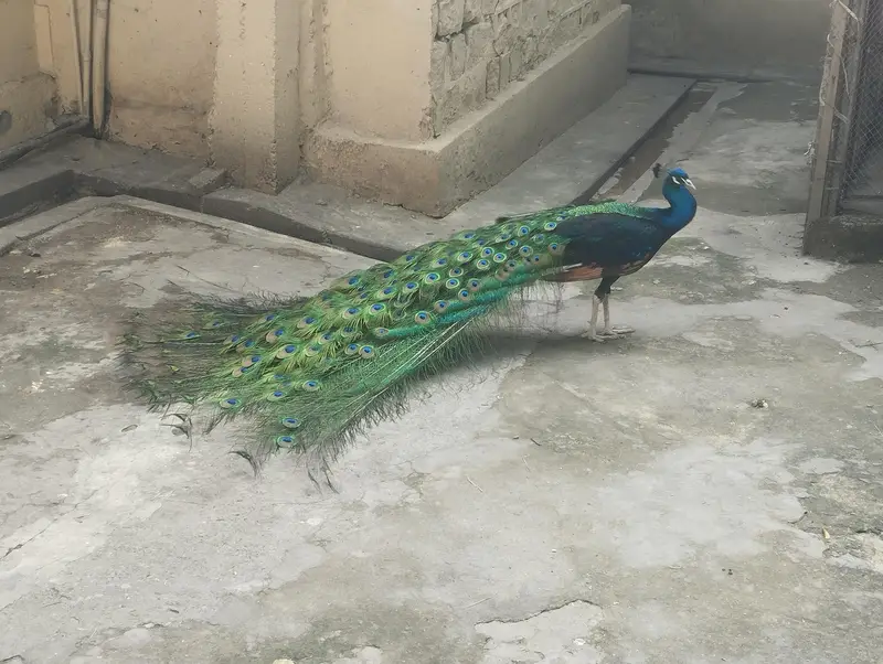 4 years old Male Black Shoulder
