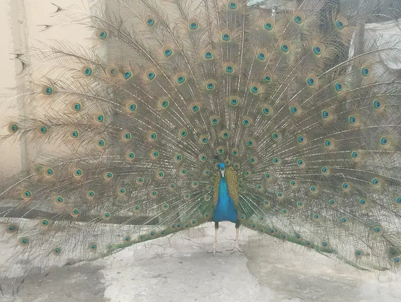 4 years old Male Black Shoulder — photo 2