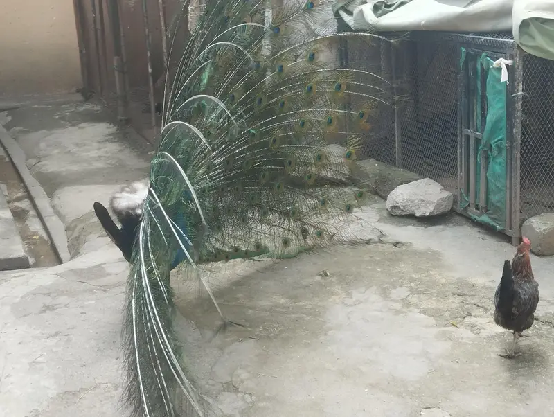 4 years old Male Black Shoulder — photo 3
