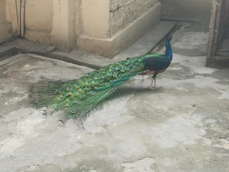 4 years old Male Black Shoulder — photo 4
