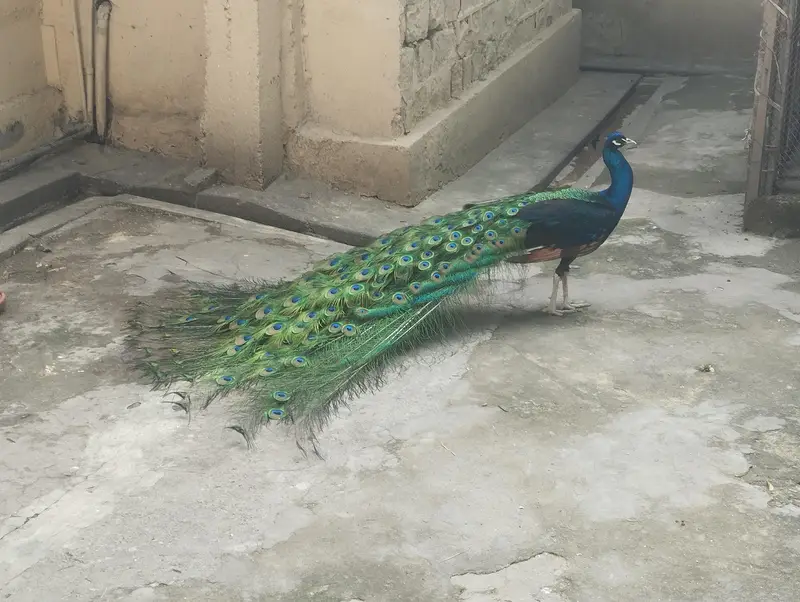 4 years old Male Black Shoulder — photo 5