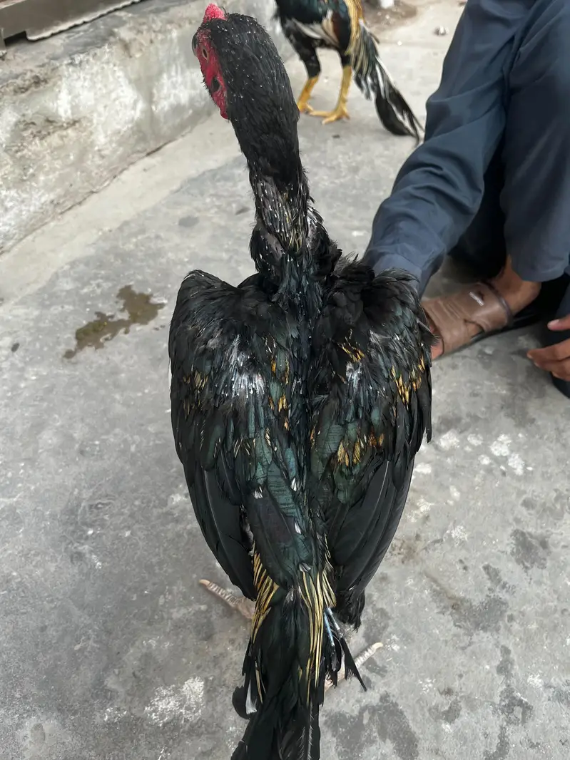 Aseel mianwali — photo 2