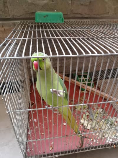 ringneck parrot for sale