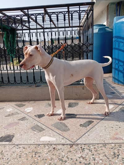 urgent sale, kohati gultari beautiful breed white colour