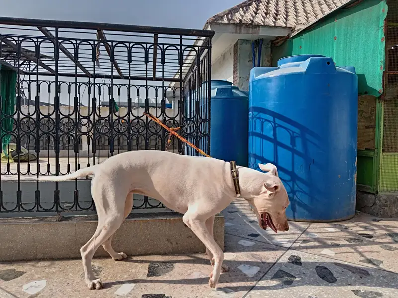 urgent sale, kohati gultari beautiful breed white colour — photo 2