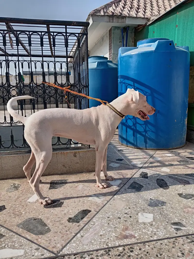 urgent sale, kohati gultari beautiful breed white colour — photo 3