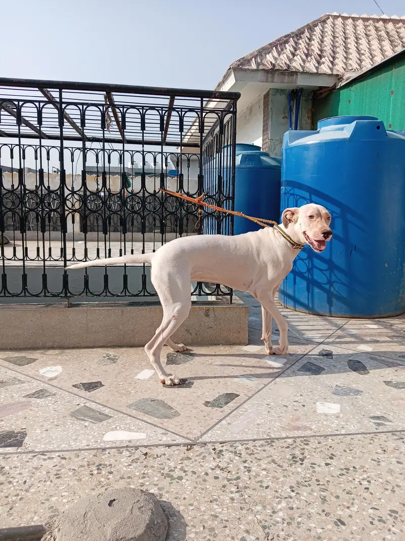 urgent sale, kohati gultari beautiful breed white colour — photo 4