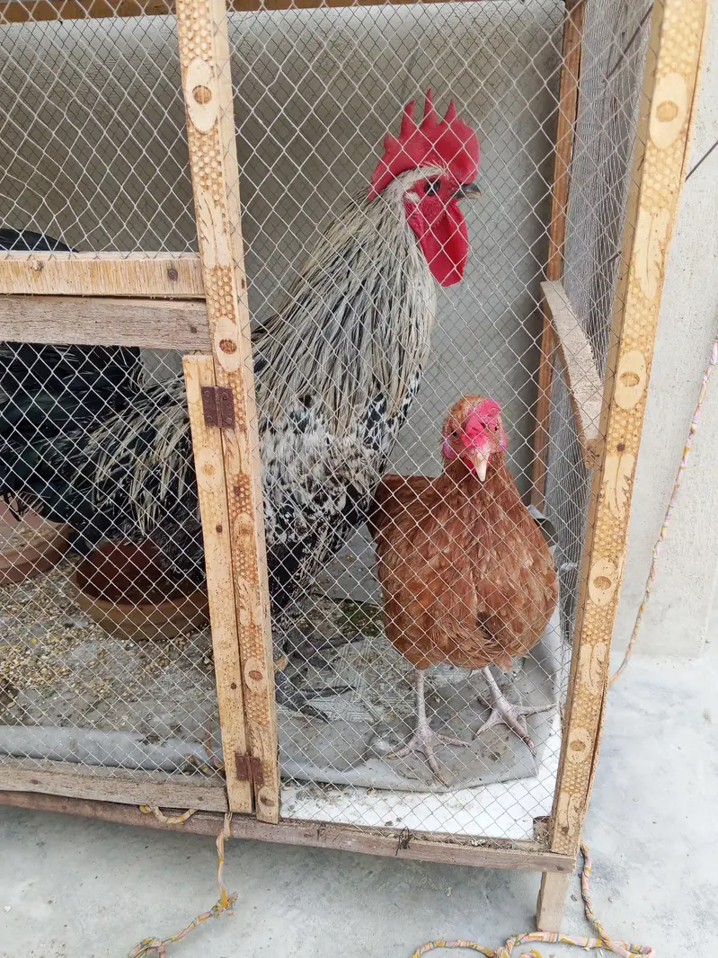 Asal Masri — photo 2