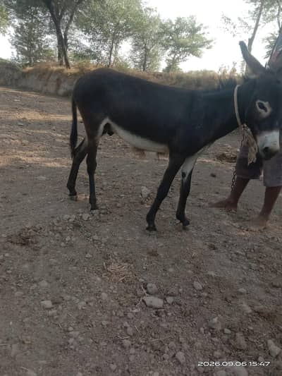 Donkey گدھا Gada gadha Khottaa