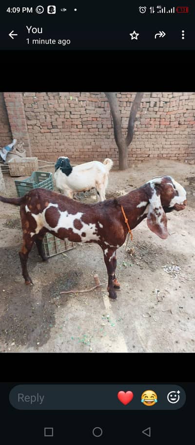 best beetal bakra