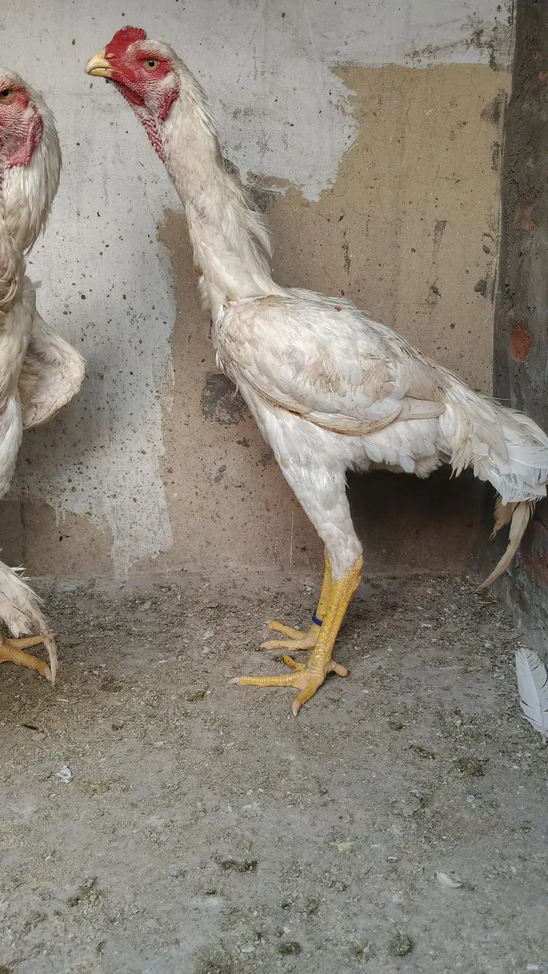 White German shamo | 6 Month old | Male | For Sale Male Only ! — photo 2