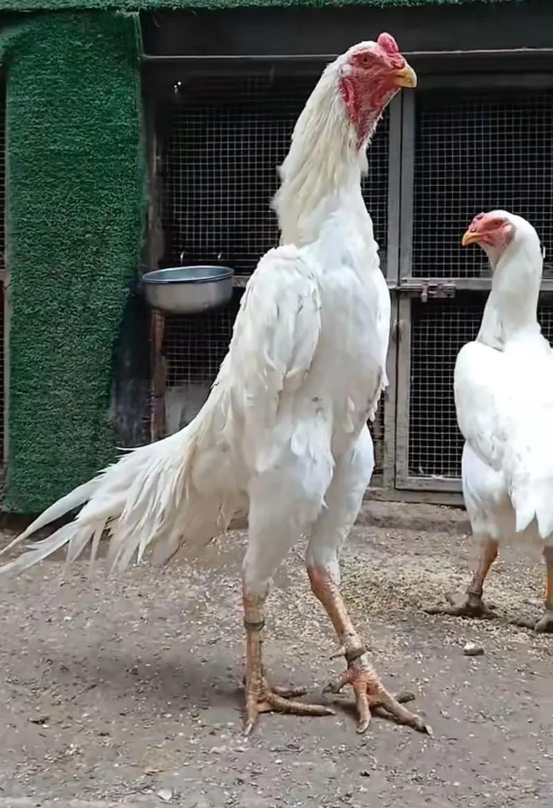 White German shamo | 6 Month old | Male | For Sale Male Only ! — photo 3
