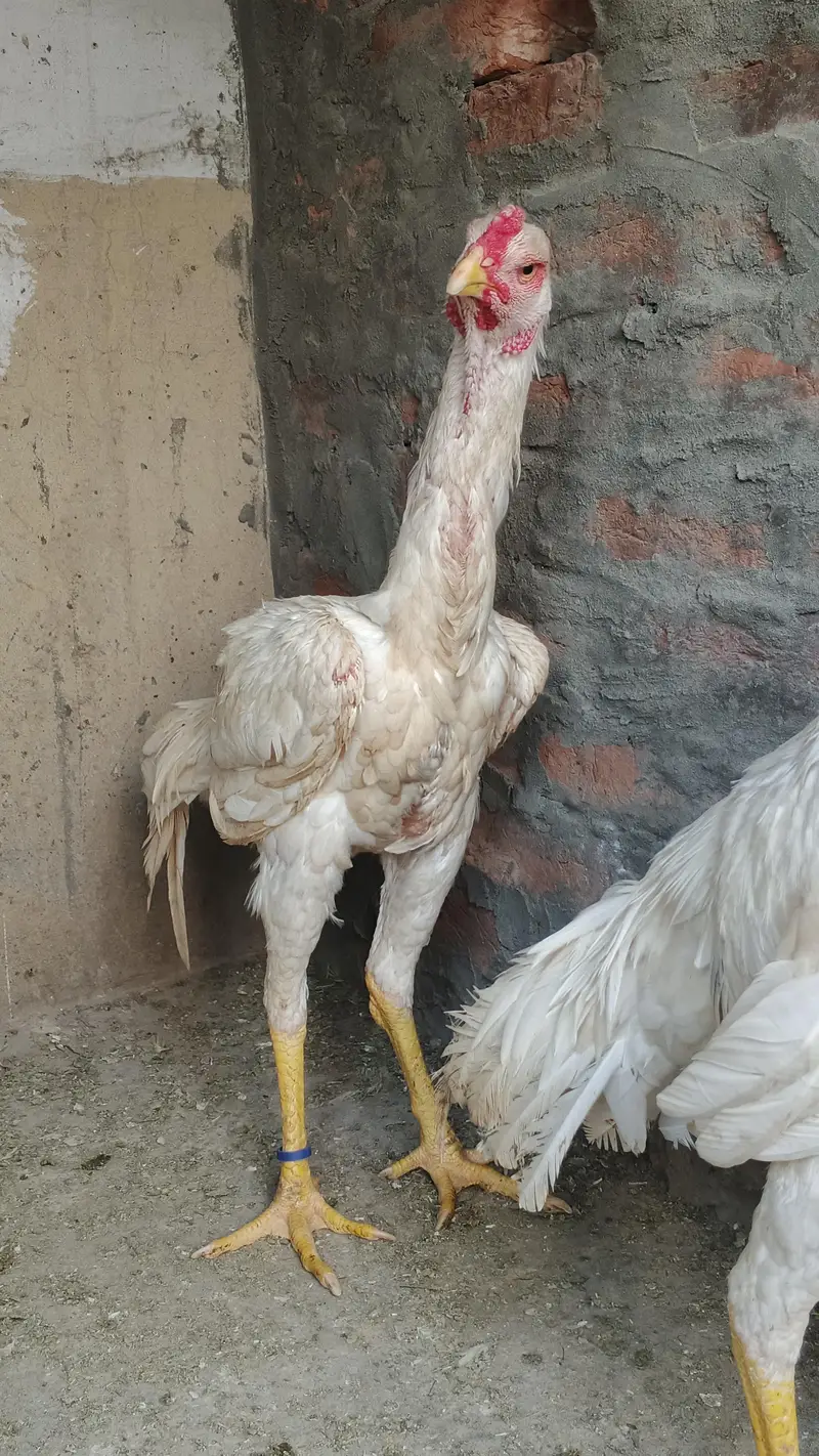 White German shamo | 6 Month old | Male | For Sale Male Only ! — photo 4