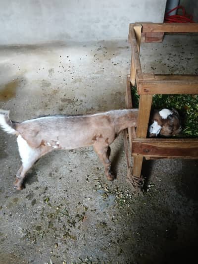 Beetal Bakra For Sale