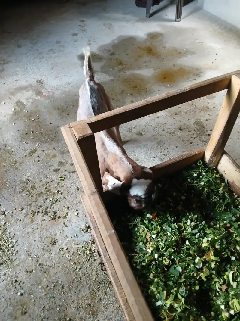 Beetal Bakra For Sale — photo 2