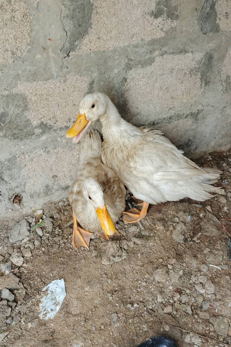 Ducks 0