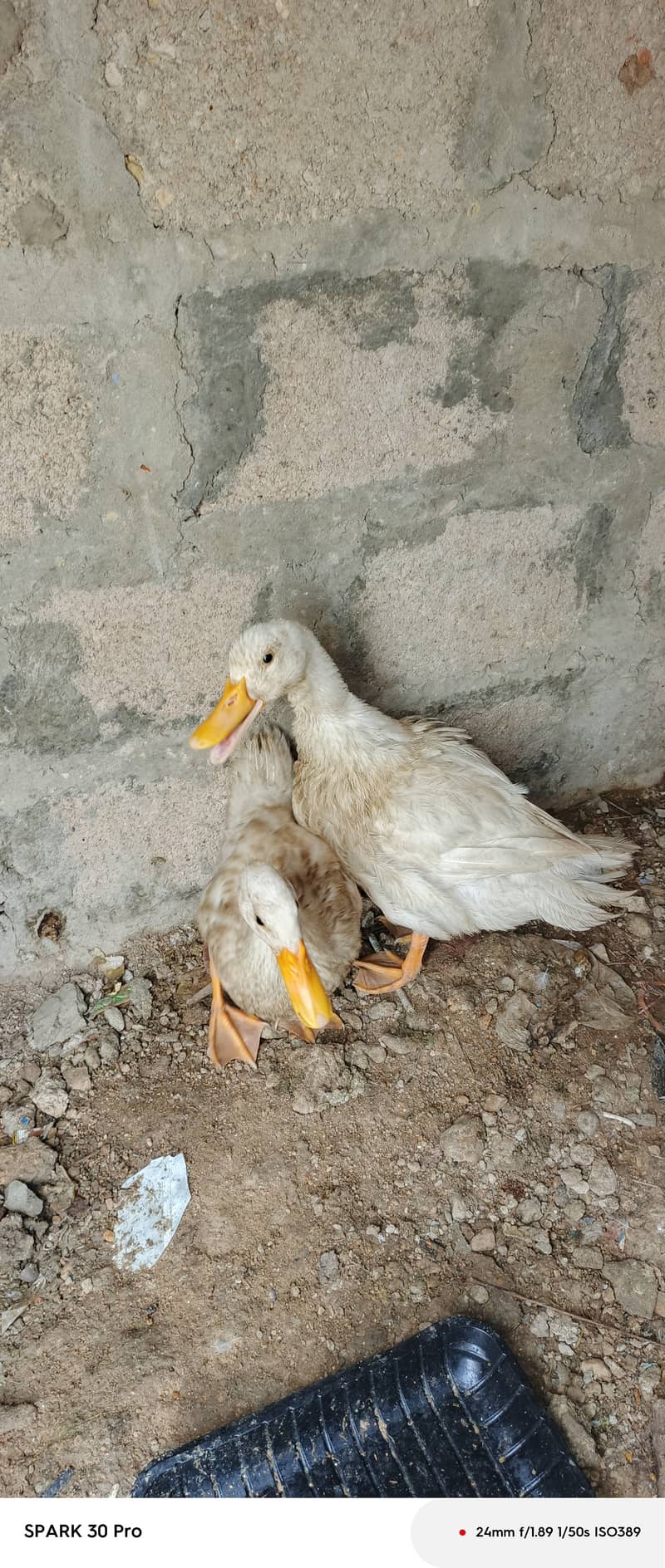 Ducks 1