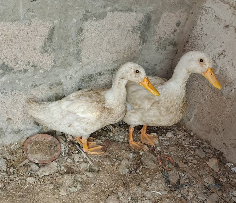 Ducks 2
