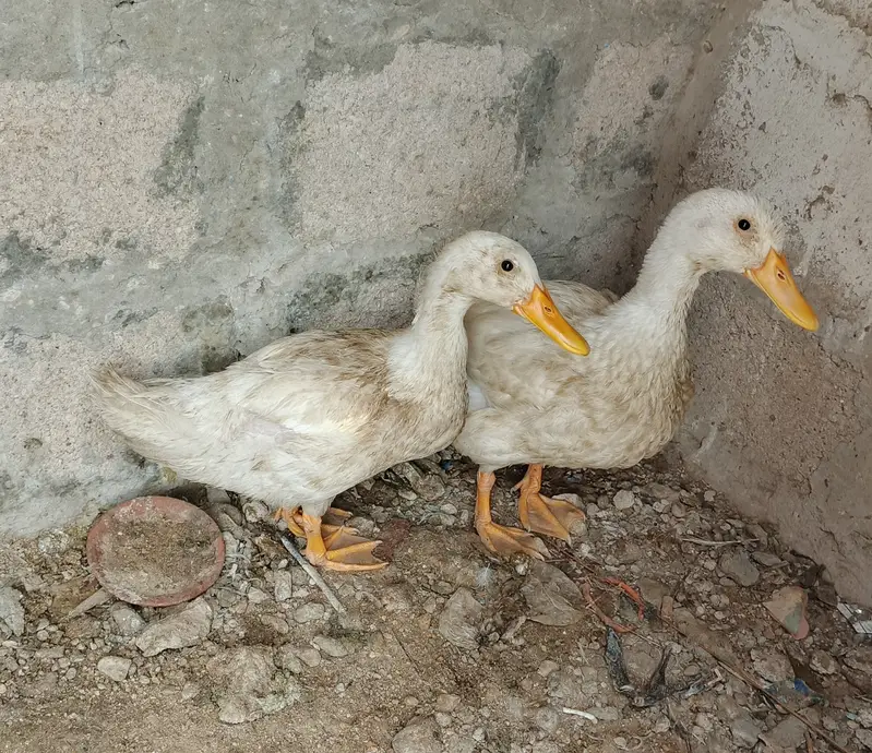 Ducks — photo 3