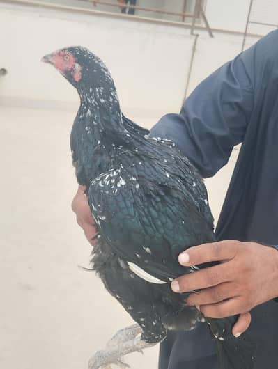 Mushki Cheeni Pathi