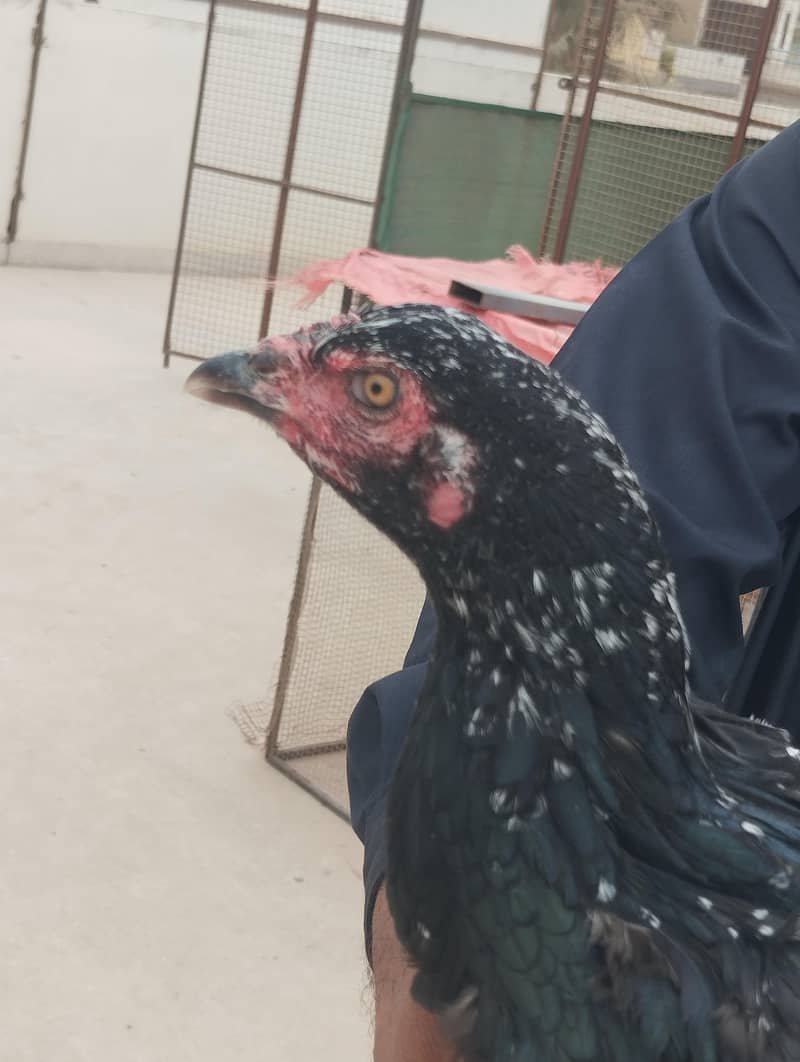 Mushki Cheeni Pathi 1