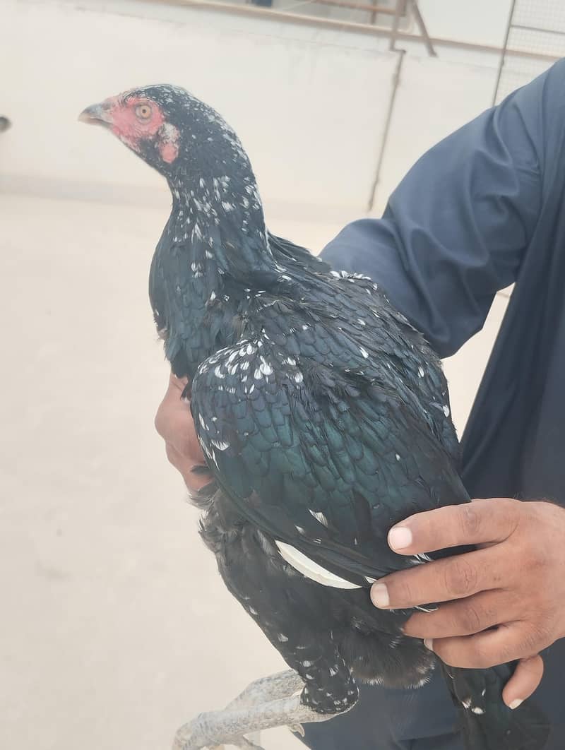 Mushki Cheeni Pathi 2