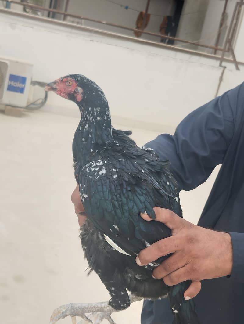 Mushki Cheeni Pathi 3