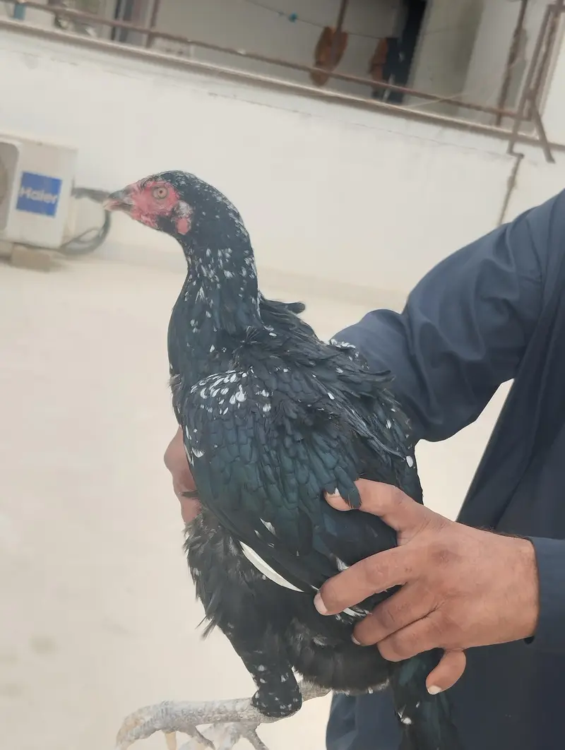 Mushki Cheeni Pathi — photo 4