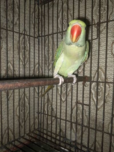 RAW PARROT