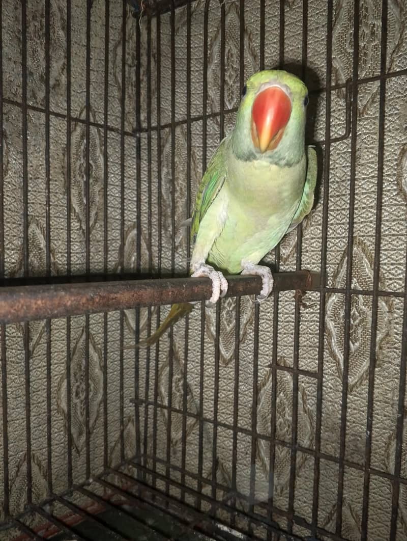 RAW PARROT 0
