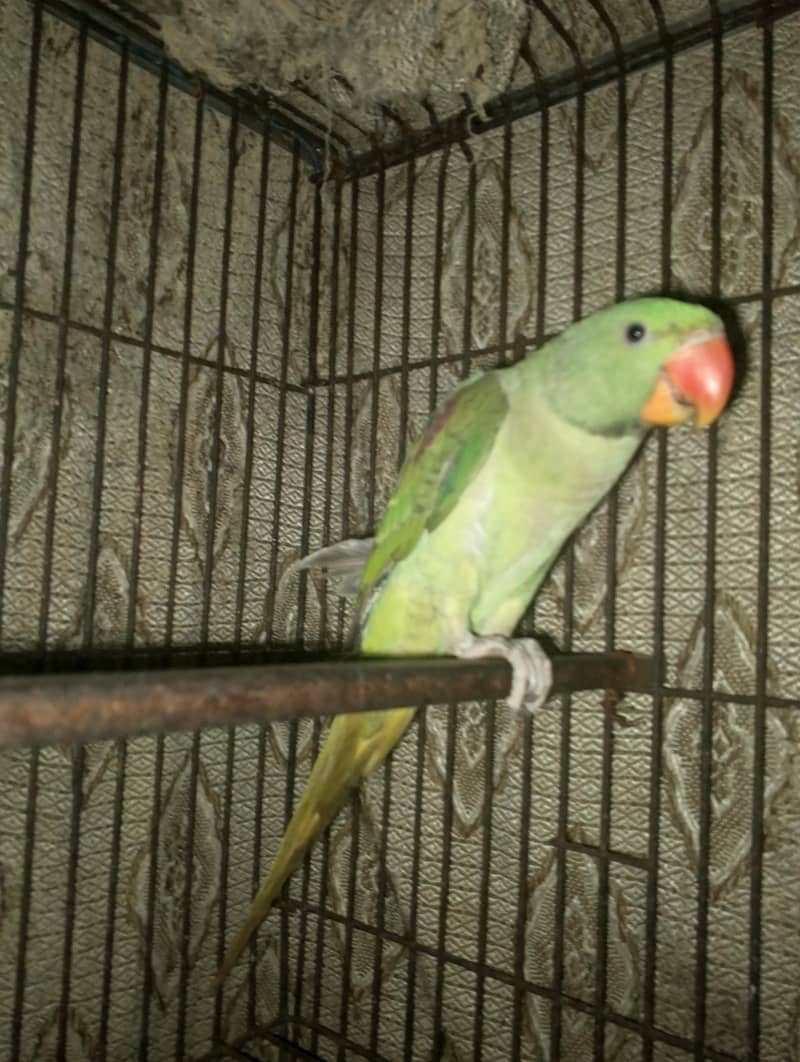 RAW PARROT 1