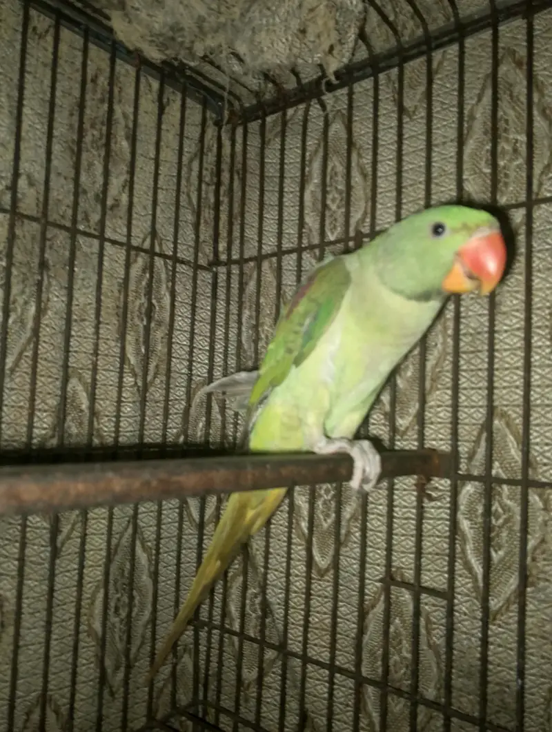 RAW PARROT — photo 2