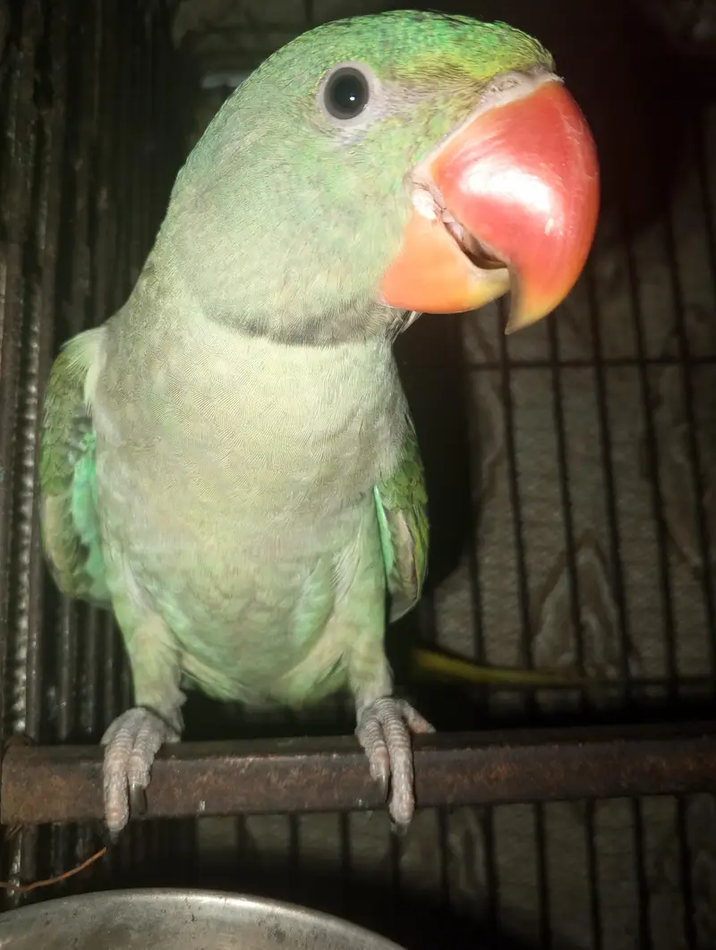 RAW PARROT — photo 3