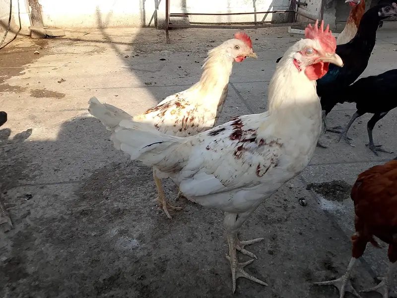lohmann murga only male  03284109961 — photo 2