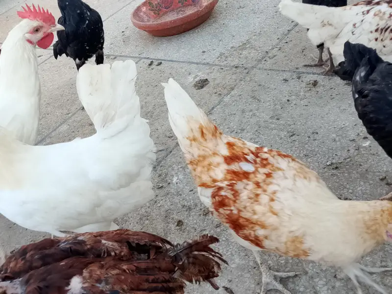 lohmann murga only male  03284109961 — photo 3