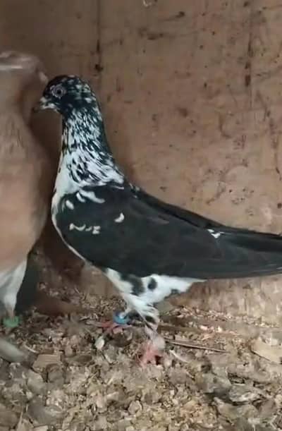 Sherazi Pigeon
