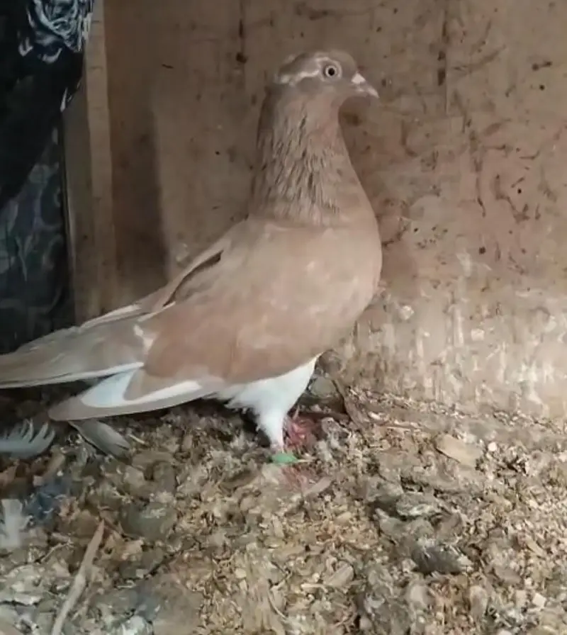 Sherazi Pigeon — photo 2