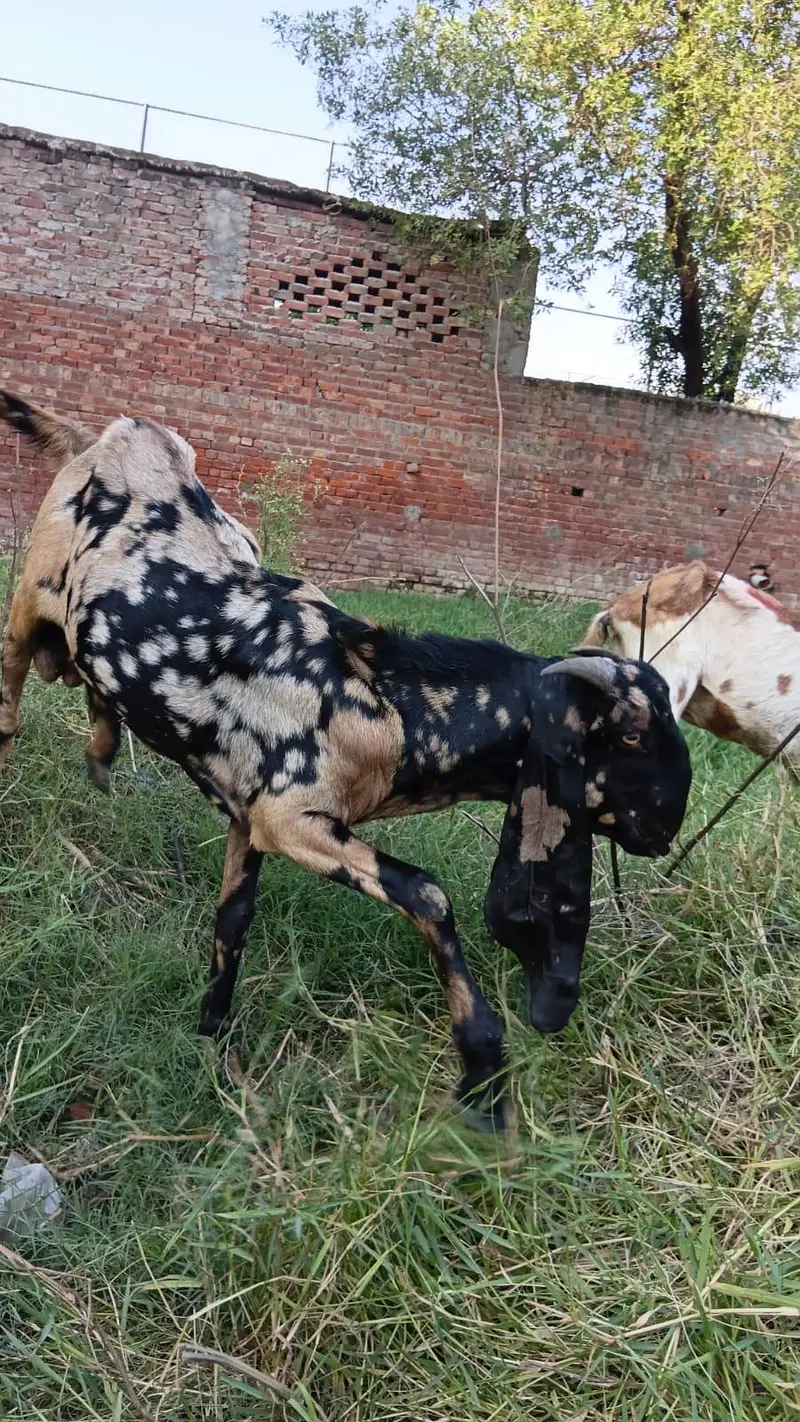 shera print desi breder qalty 2 dant  bakra