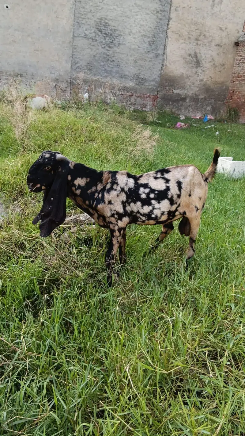 shera print desi breder qalty 2 dant  bakra — photo 2