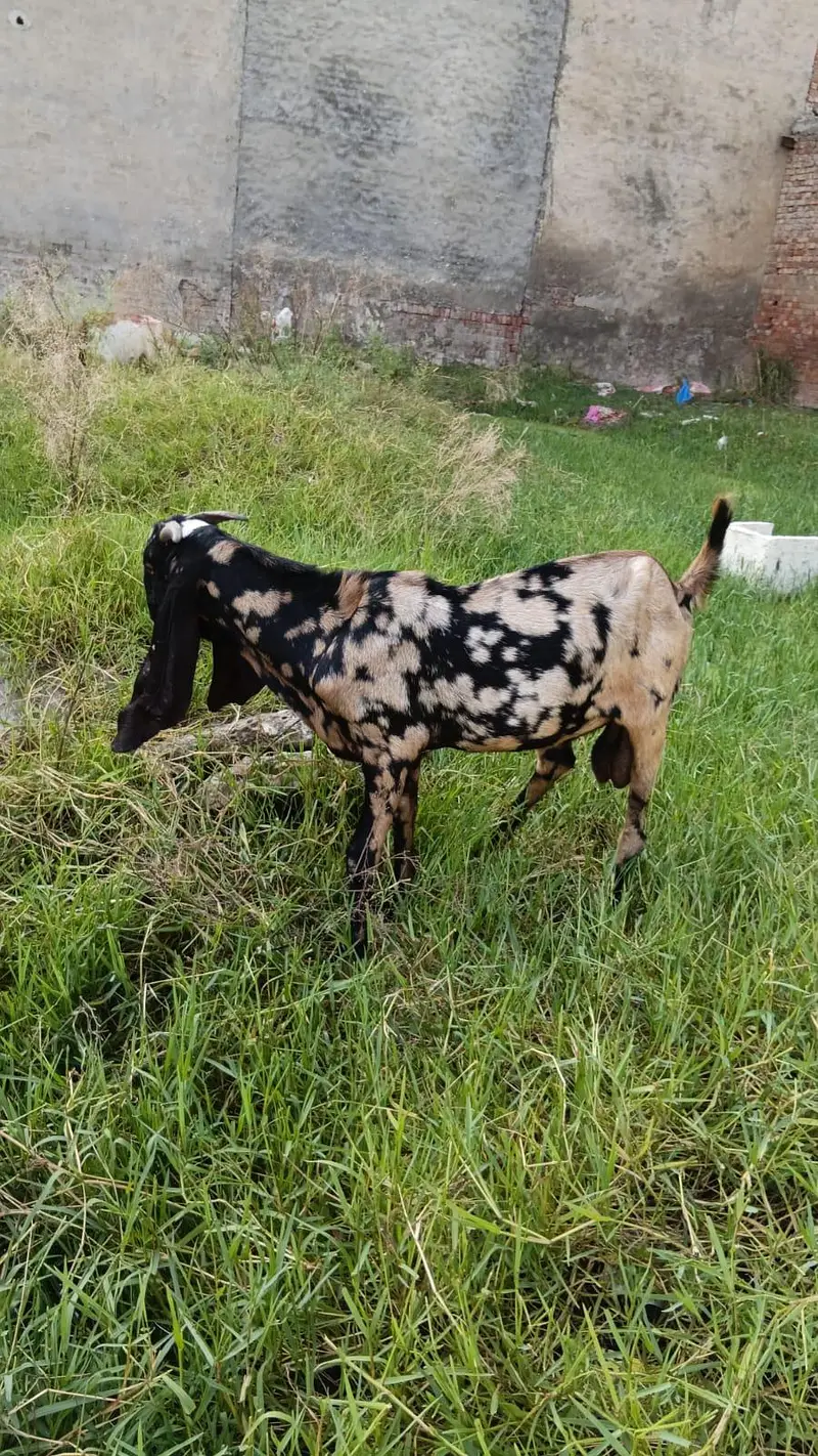 shera print desi breder qalty 2 dant  bakra — photo 4