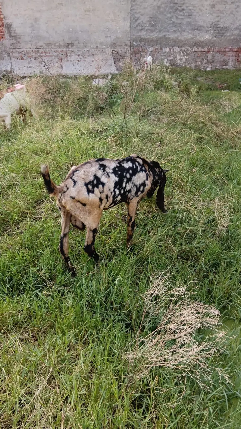 shera print desi breder qalty 2 dant  bakra — photo 5