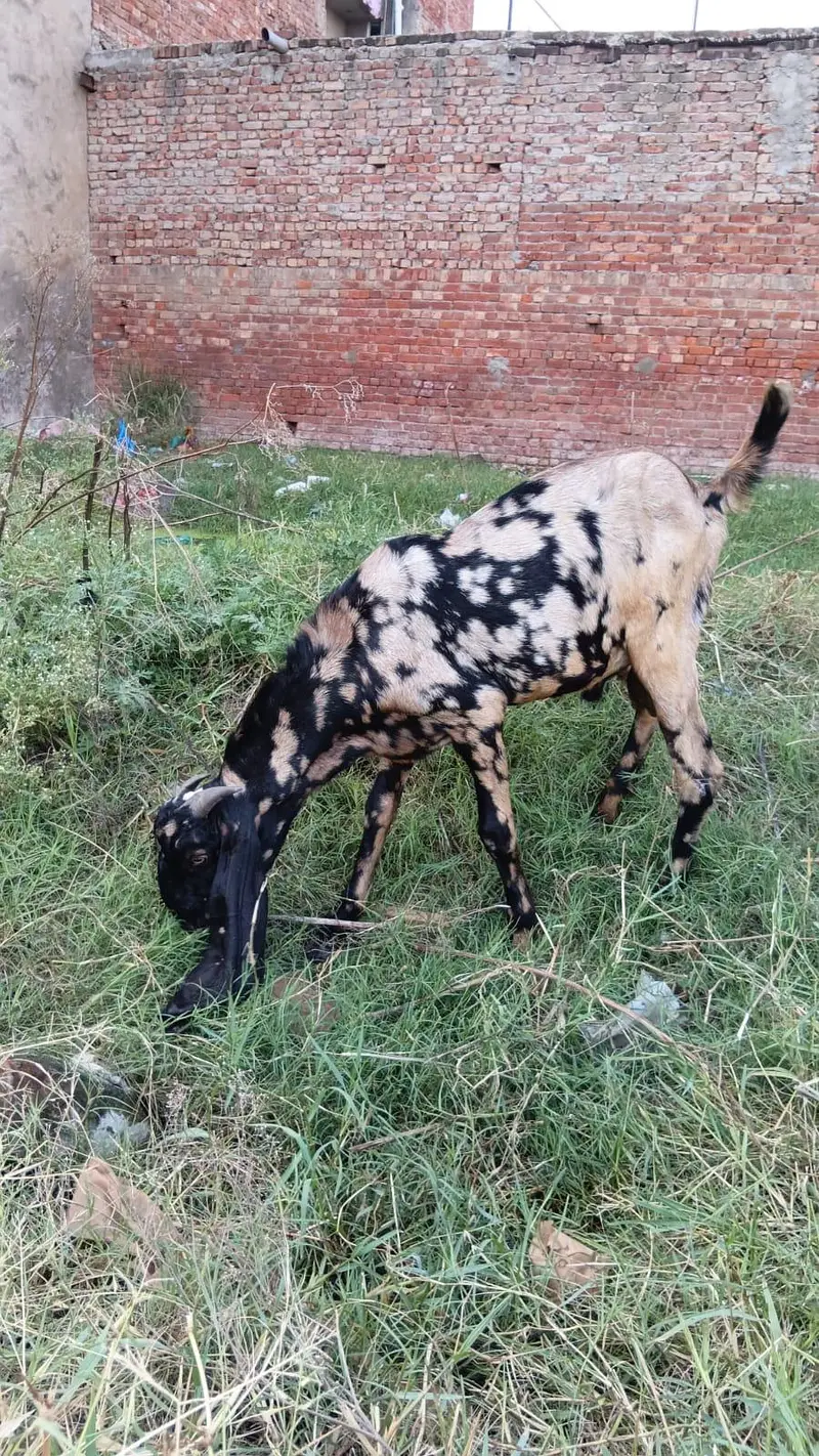 shera print desi breder qalty 2 dant  bakra — photo 7