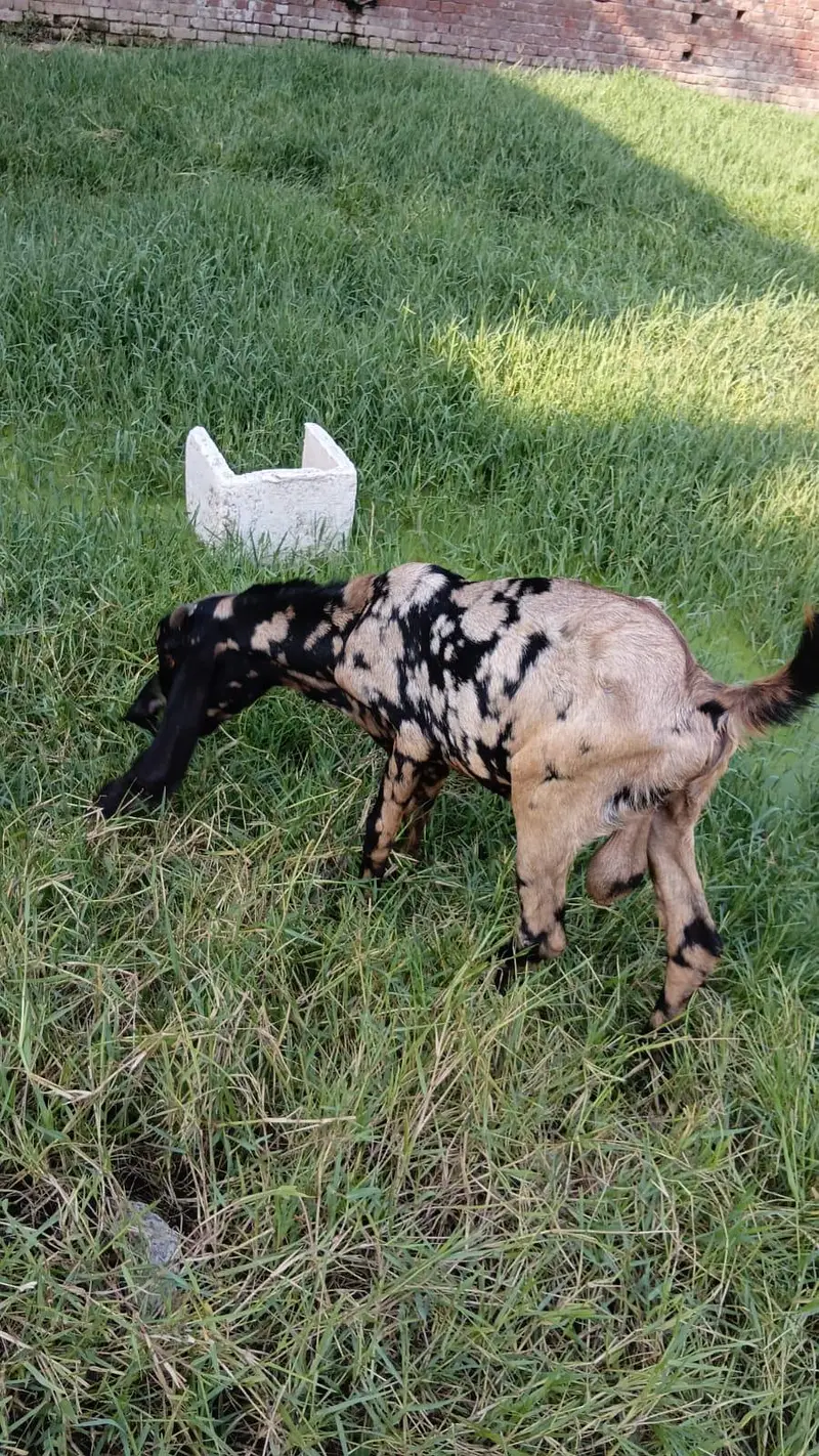 shera print desi breder qalty 2 dant  bakra — photo 8